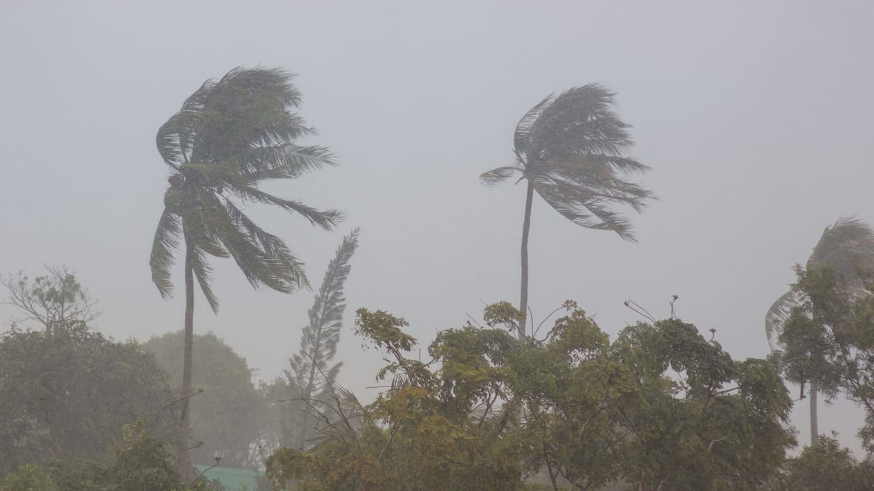 Two palm trees blowing in the wind.
