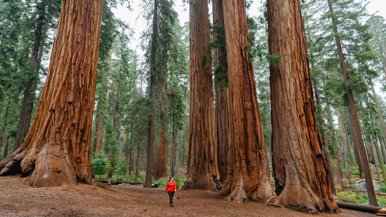 Large redwood trees
