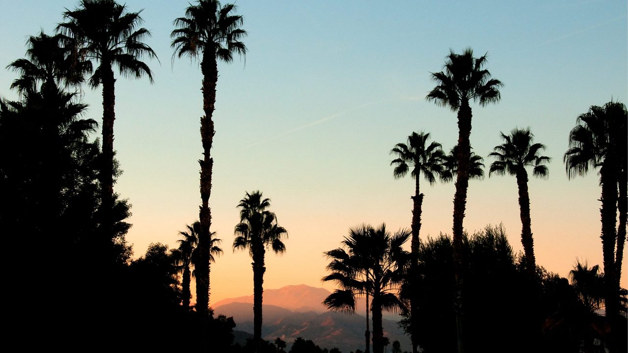 Palm trees at sunset in palm springs, california.
