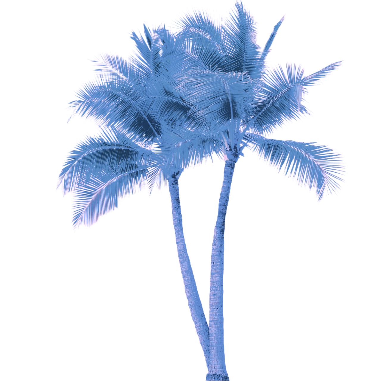 Palms Blue