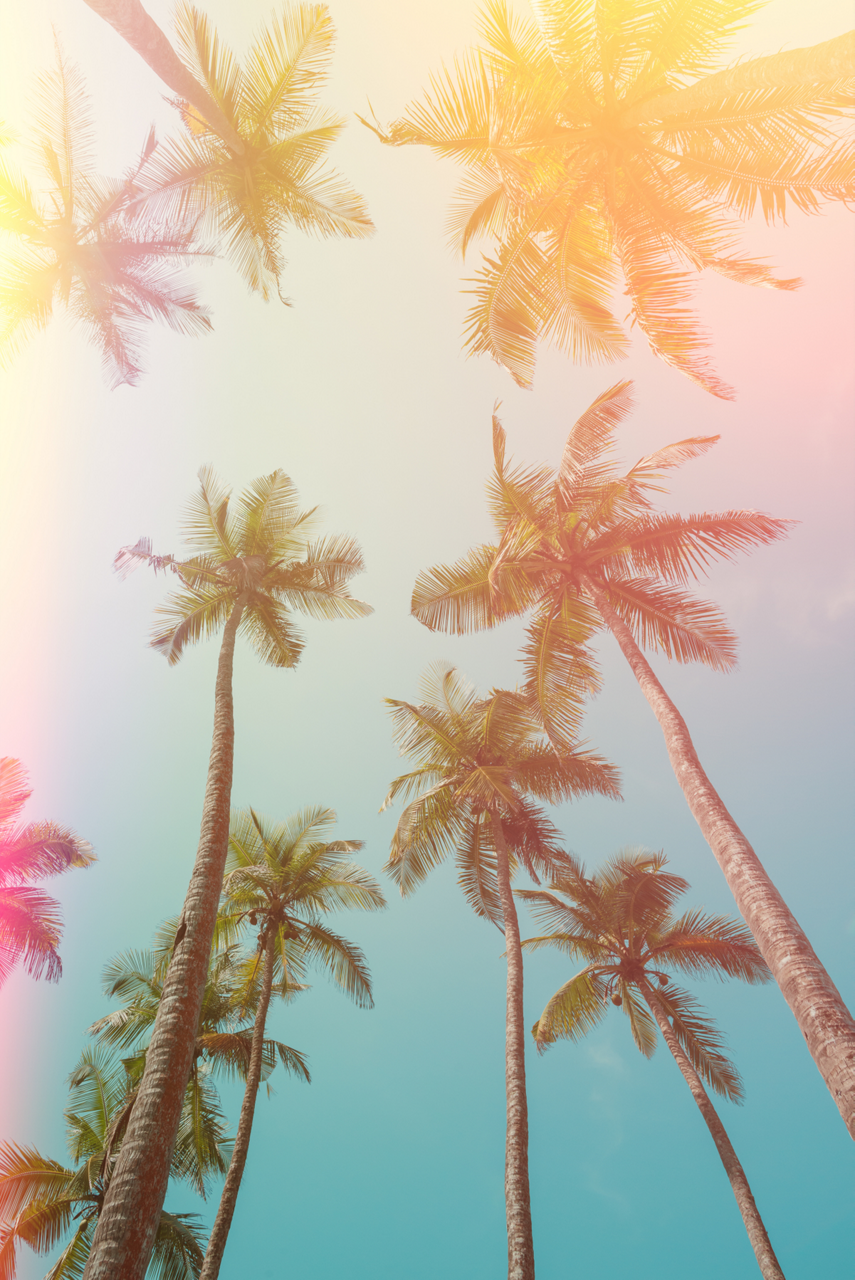 Palms Rainbow