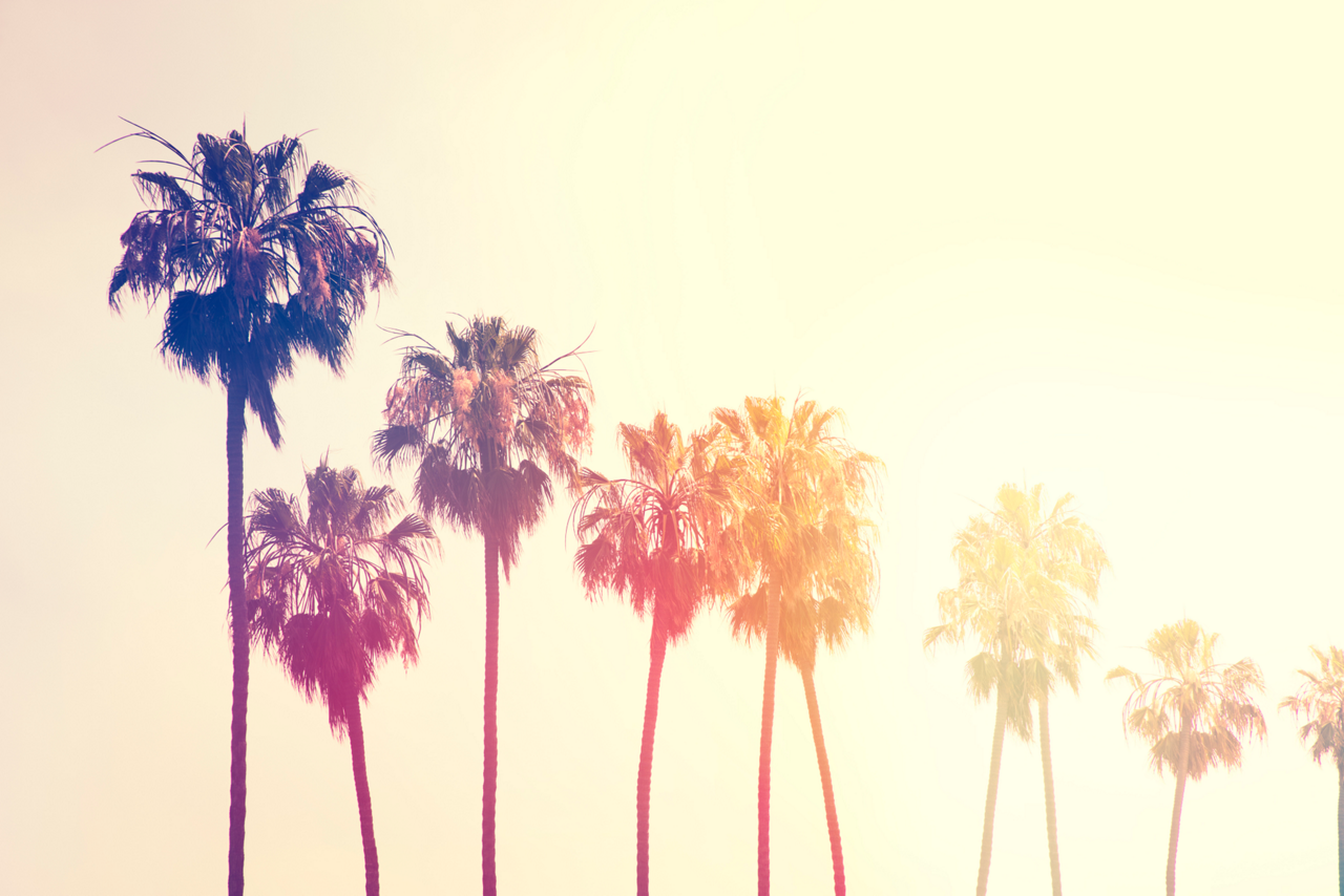 Palms