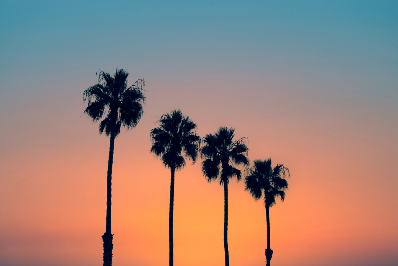Palms Sunset