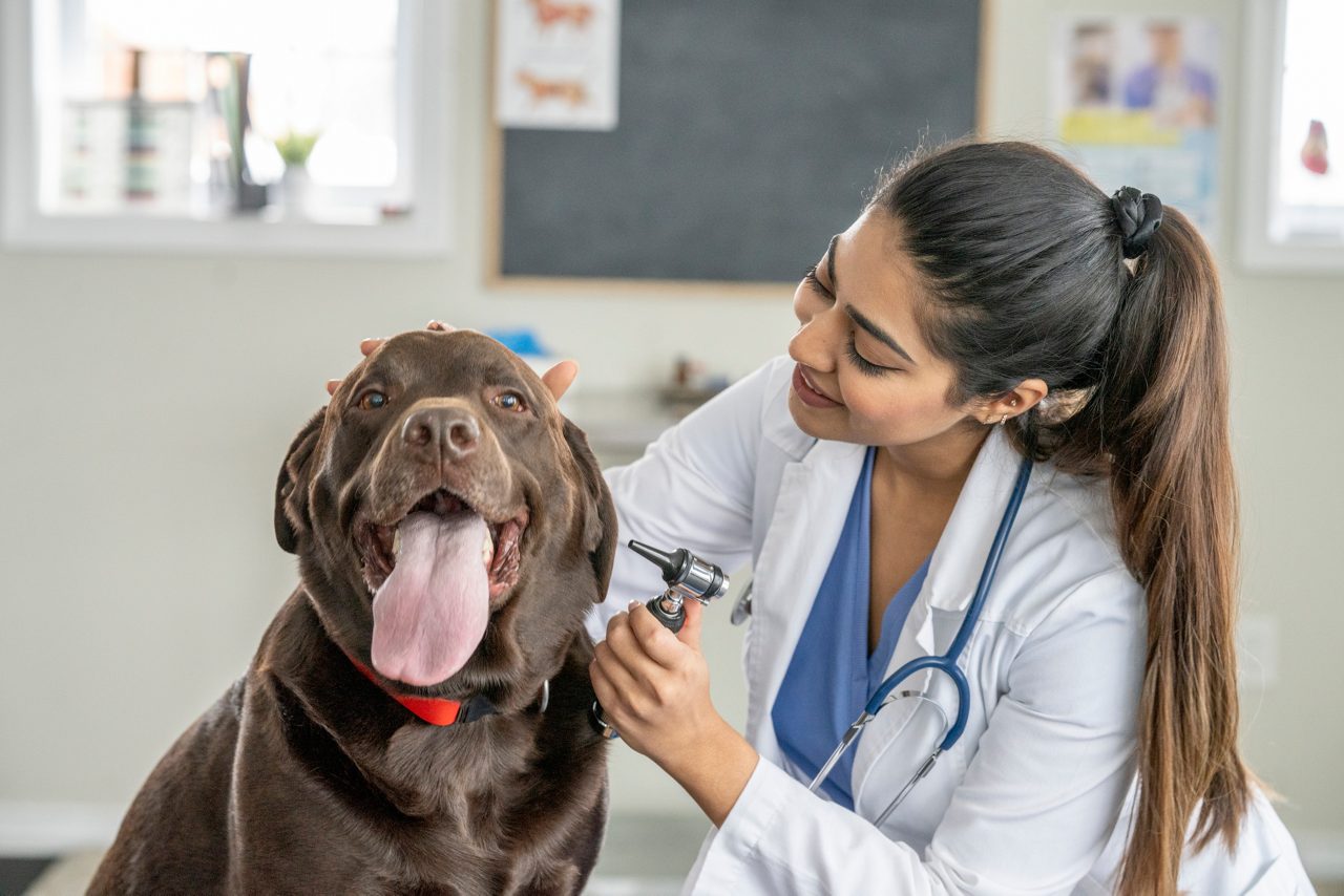 veterinarian examining chocolate laborador retriever