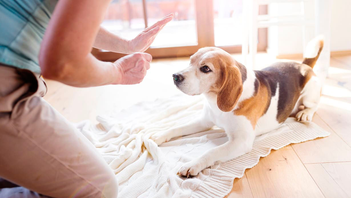 A woman petting a beagle dog on the floor.