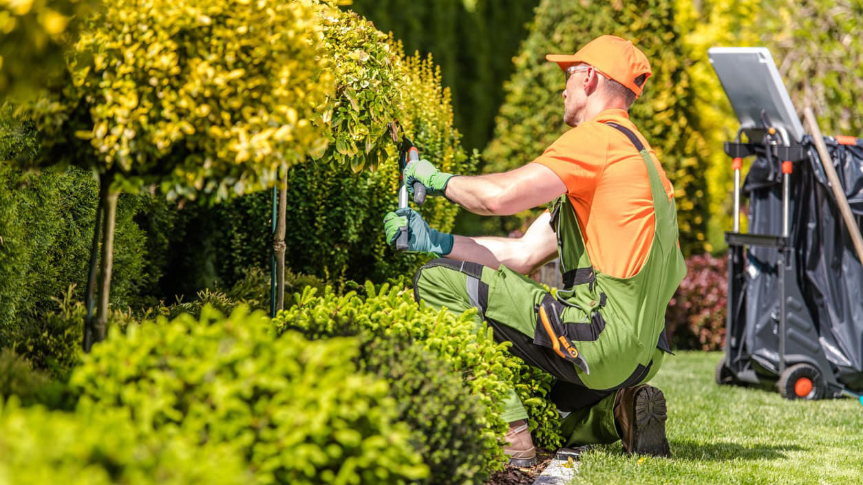 A gardener is trimming bushes in a garden.