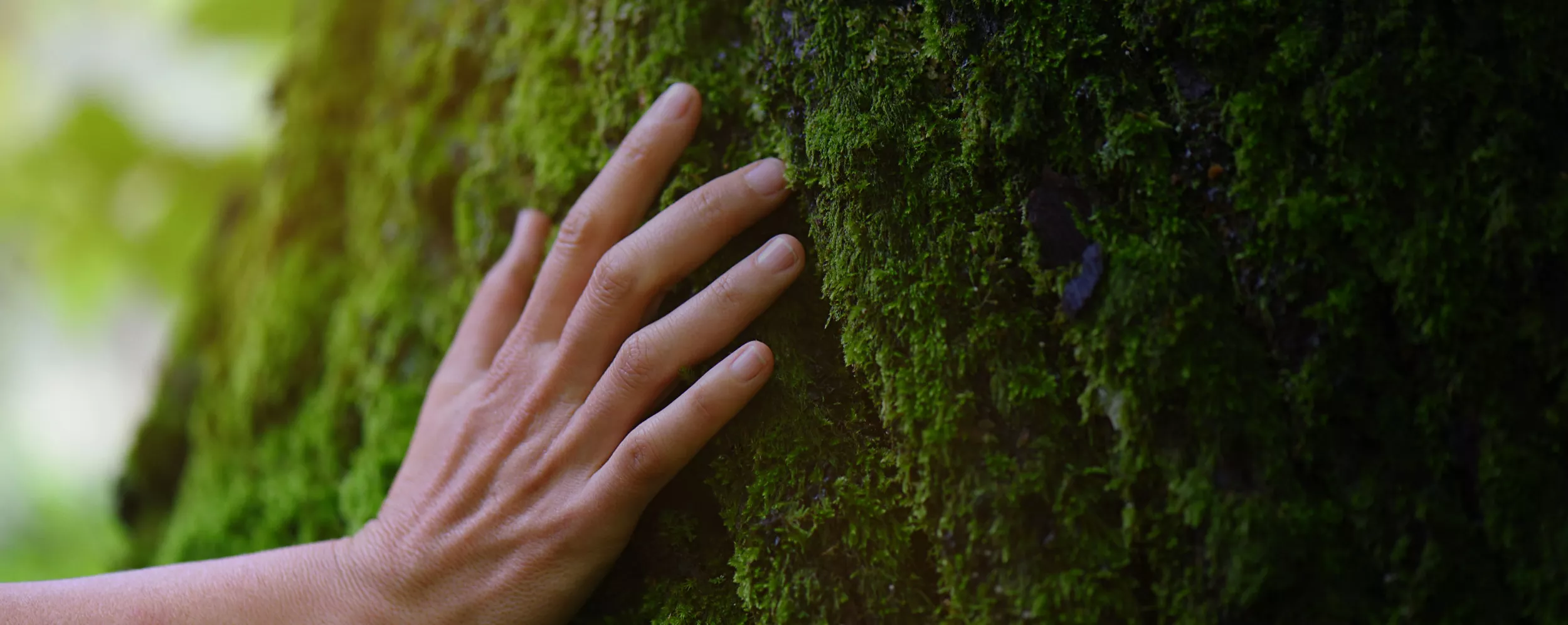 hand touching mossy tree