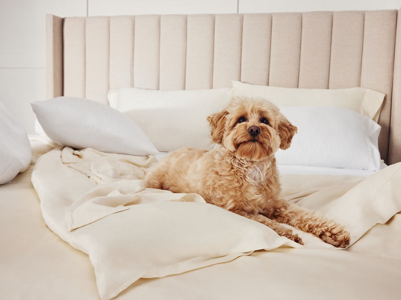 Chien sur des draps sur le lit