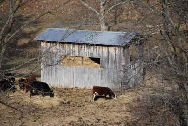 Small gable roofed wood barn with window openings on side and gable ends and nearby grazing cattle.