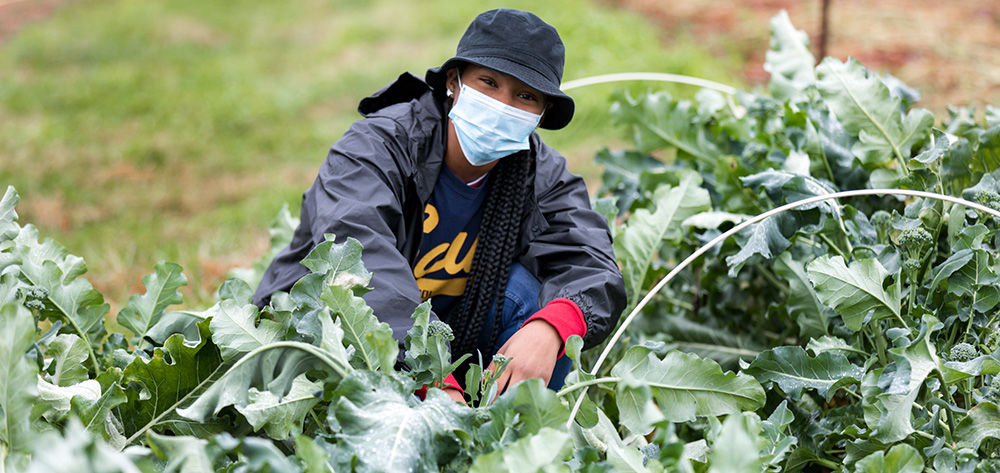 A young girl tends to kale crops in Pennsylvania