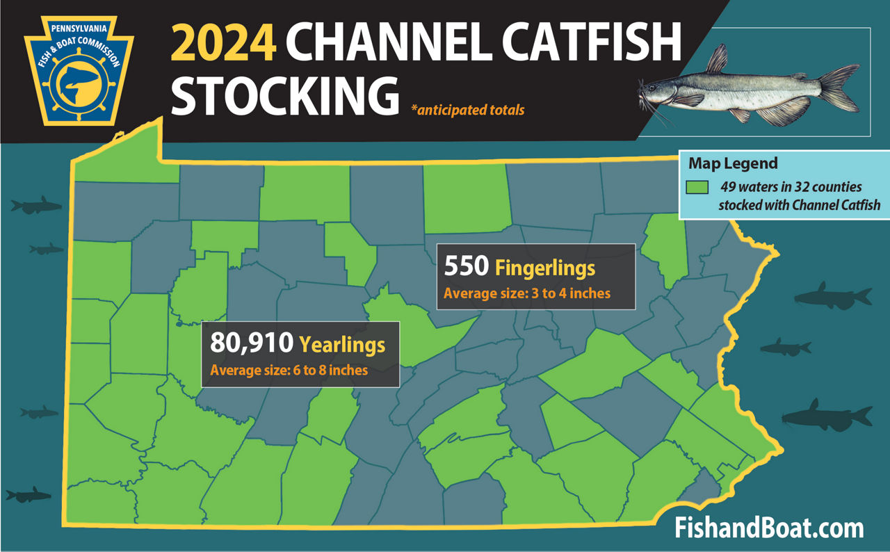 2024 map of Pennsylvania counties where Channel Catfish fingerlings are stocked. Channel Catfish are mostly stocked in PA's Southwest and Southeast counties