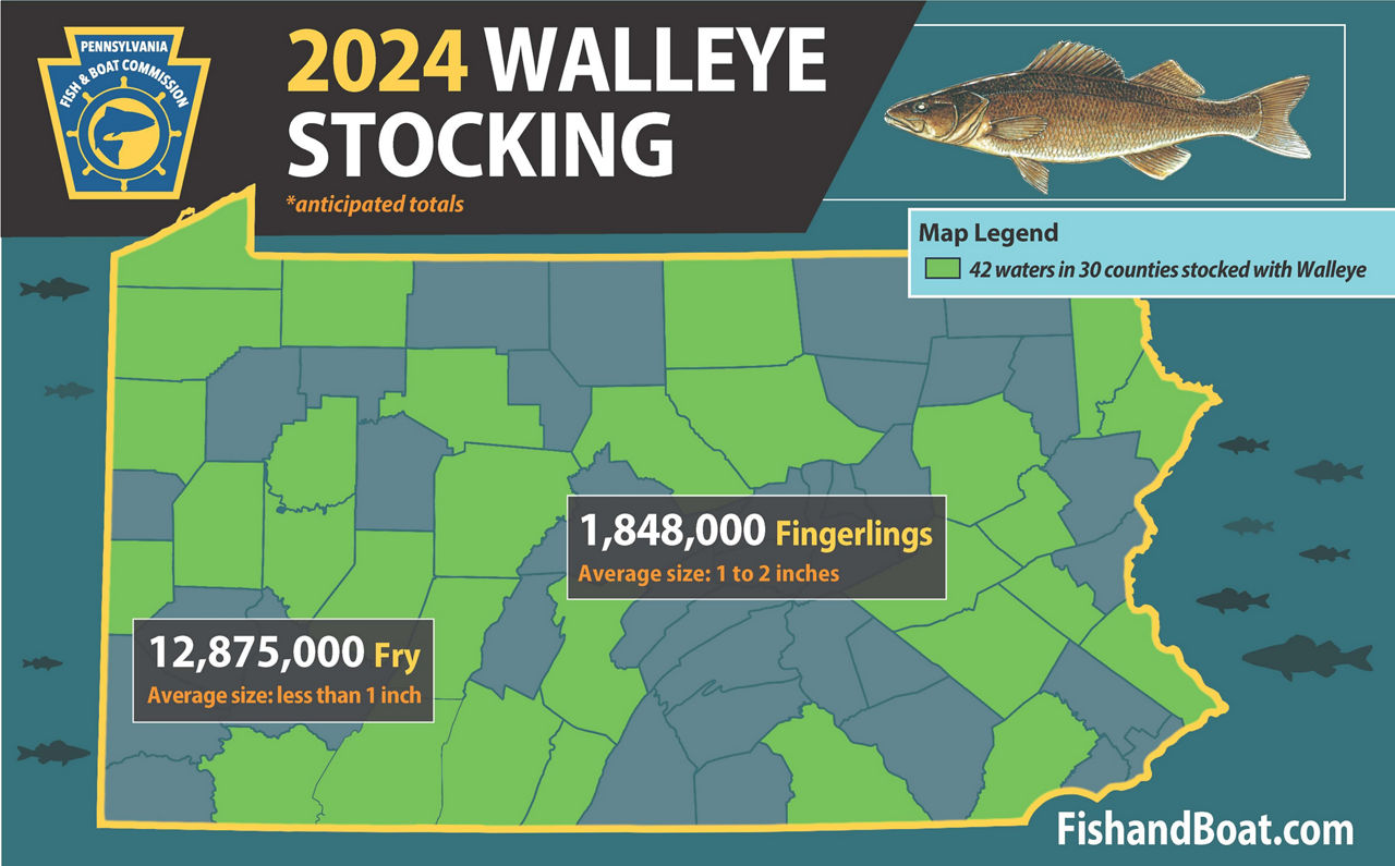 2024 Walleye Stocking diagram highlighting counties and counts where walleye fry and fingerling are stocked.