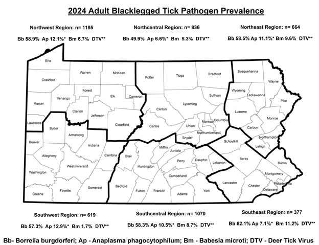 2024 Adult Blacklegged Tick Pathogen Prevalence