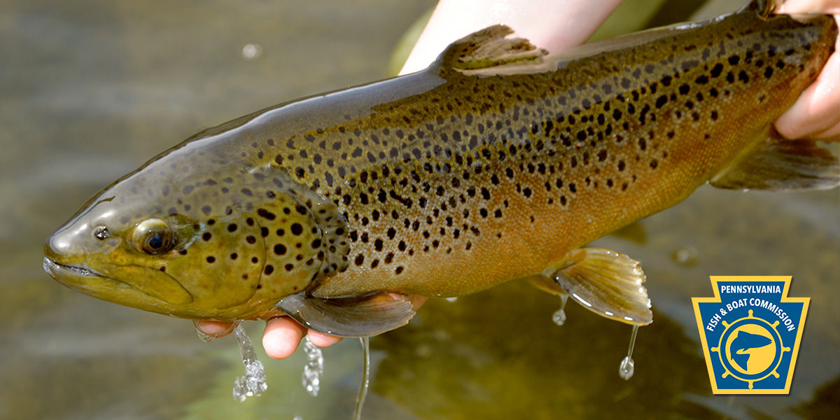 Close-up of a person holding a stocked brown trout above a stream. PFBC logo is in the bottom right corner.