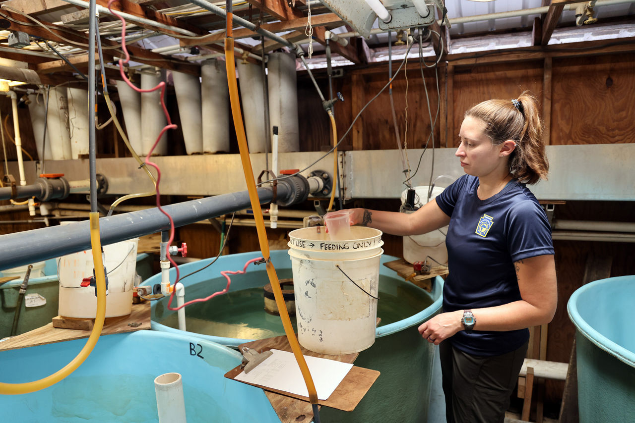 Female staff member standing inside research station of large tanks for growing fish. She is scooping feed from a 5-gallon  bucket to disperse into a tank with American Shad fry