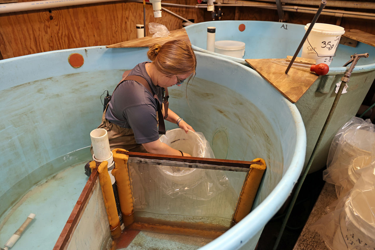 Female staff member inside a tank scooping American Shad fry into a 5-gallon bucket.