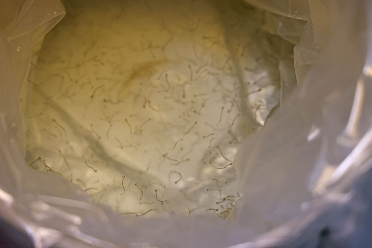 Overhead looking into a 5-gallon bucket holding a clear plastic bag of water with hundreds of American Shad Fry.