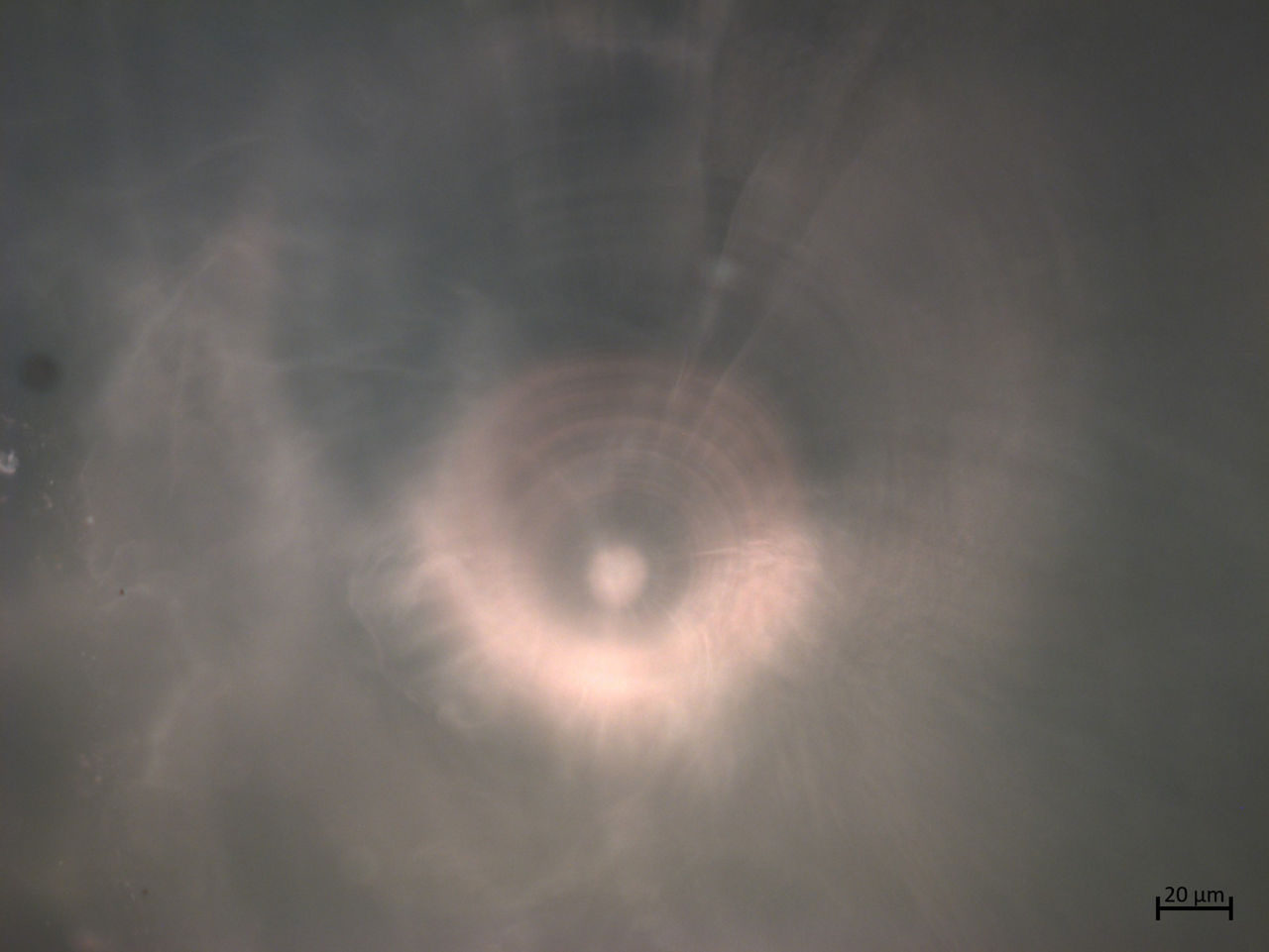 Magnified image of an American Shad Fry earbone that has been tagged with OTC. Reddish rings indicate the days when the fish were tagged.