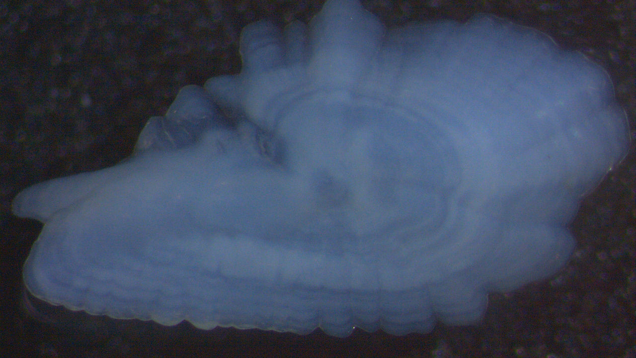 Microscope enlarged image of an American Shad Fry earbone. Blue and white variations in color show rings of growth on the bone.