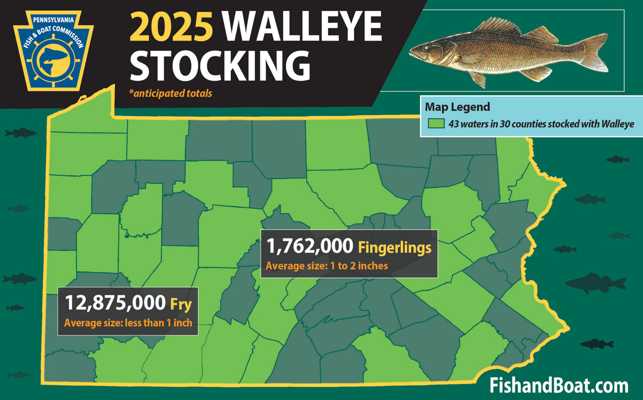 2025 Walleye Stocking. 43 waters in 30 counties stocked with Walleye. 12,875,000 fry at average size of less than 1 inch. 1,762,000 fingerlings at average size of 1-2 inches.