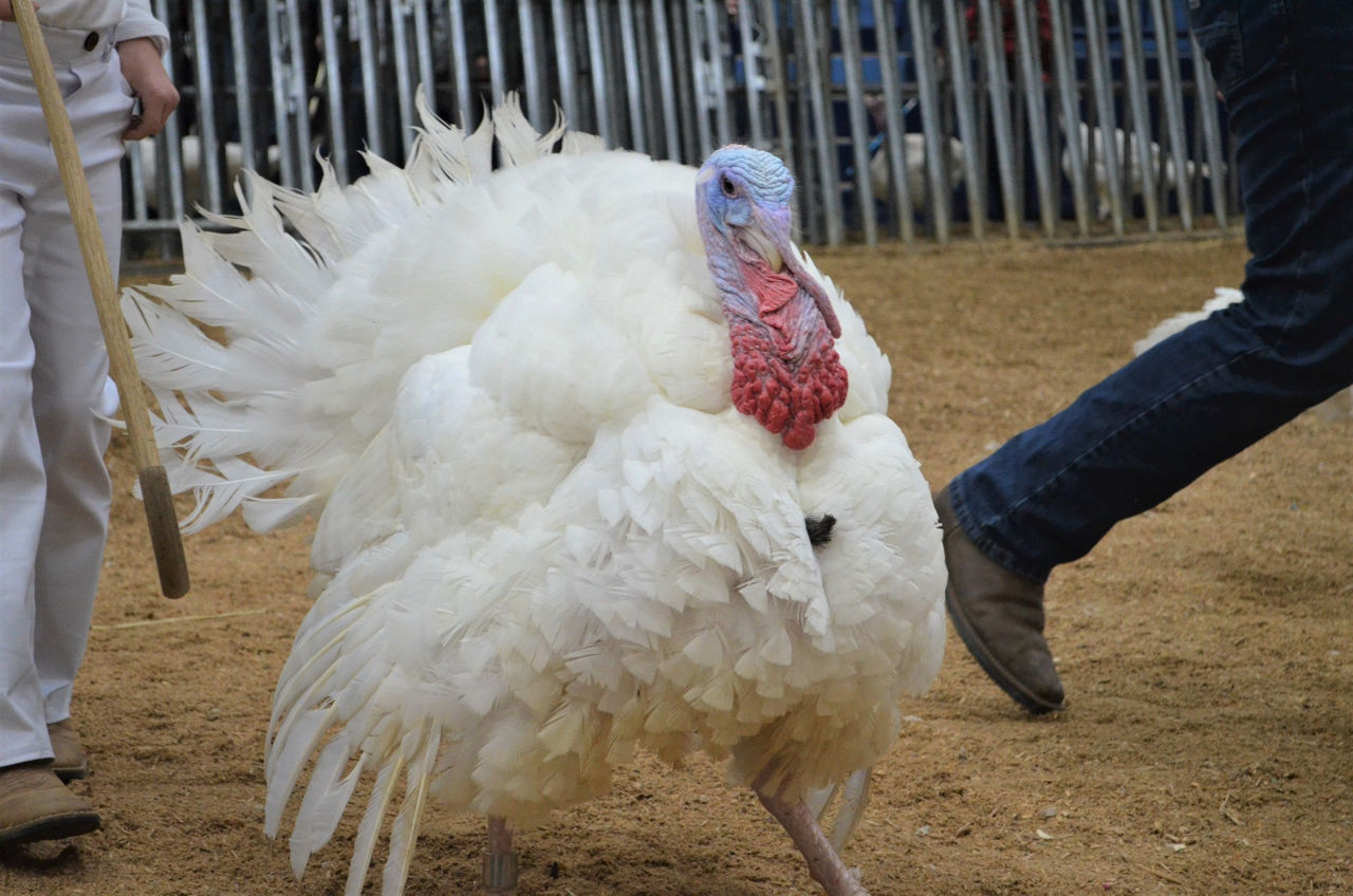 turkey showmanship