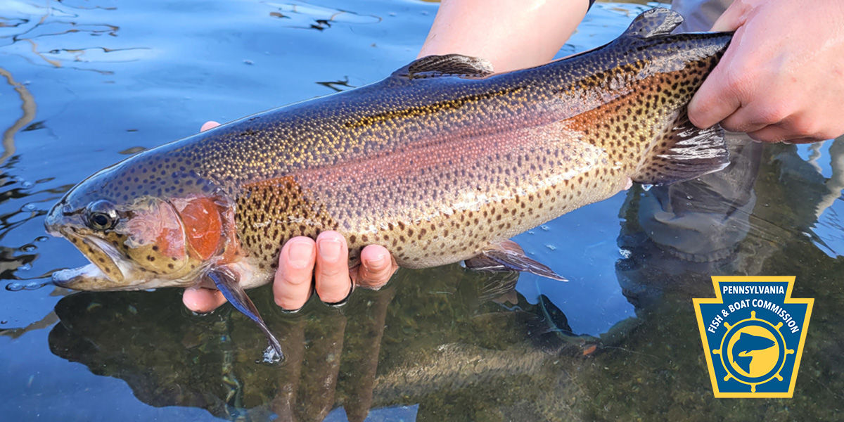 Close-up of hands holding an adult Rainbow trout above water with the PFBC keystone logo in the bottom right corner.
