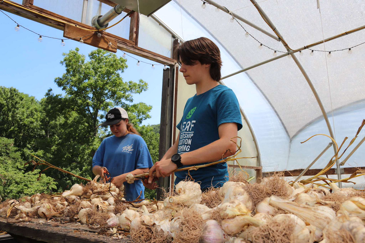 Students from LEAF Project Home Farm in Perry County harvest garlic in greenhouse.