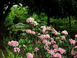 Pink flowers