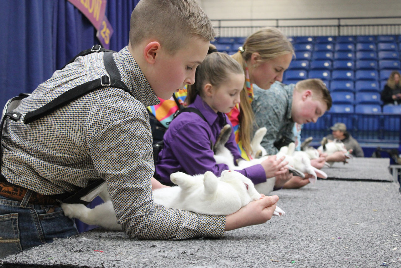 Youth showing off rabbits