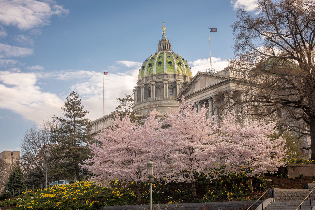 Photograph of the Capitol building with trees blooming