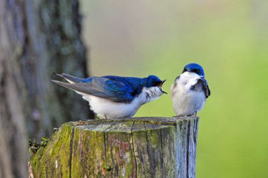Two Tree Swallows sitting on a log with one chirping at the other.
