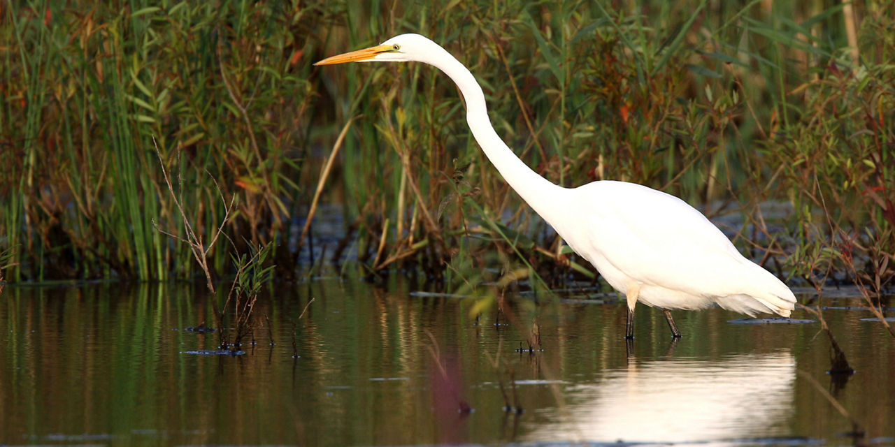 great egret