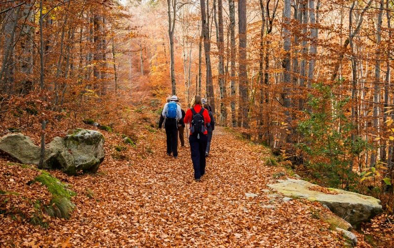 Multiple people walking down a path with leaves on the ground
