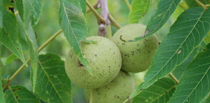 Healthy Black Walnut tree