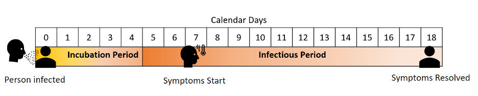 Incubation and infectious period 