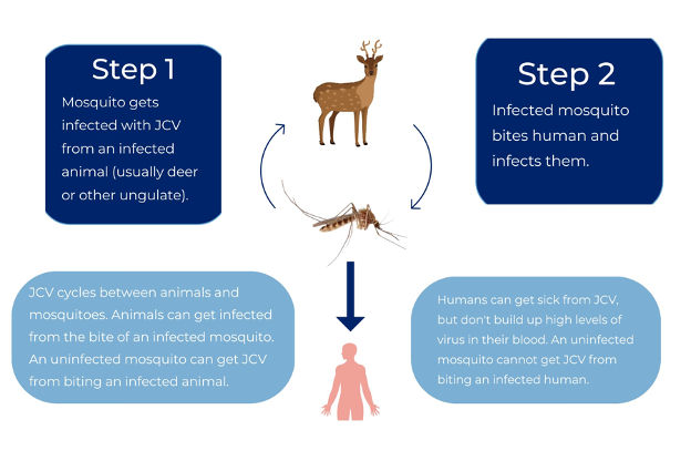 Figure 1 – Jamestown Canyon Virus Transmission Cycle