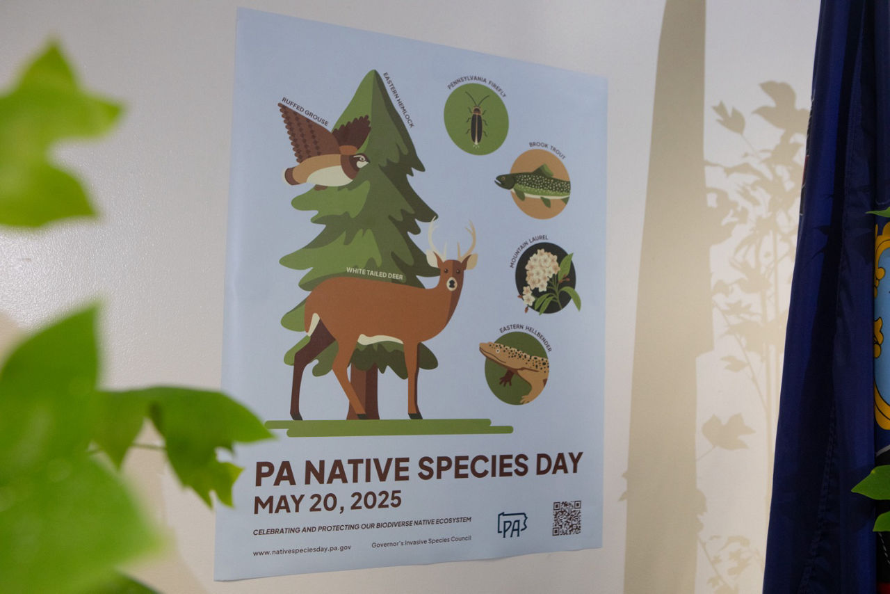 Native Species Day flyer