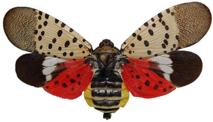 Adult Spotted lanternfly 