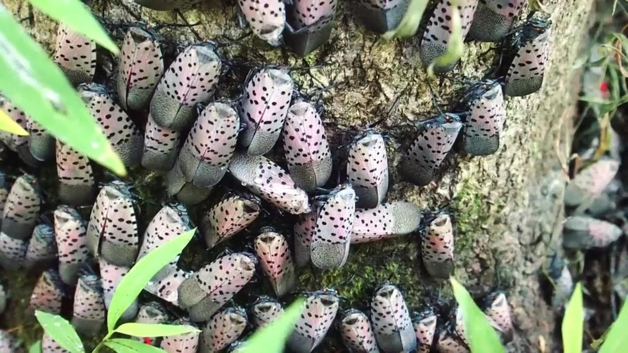 Spotted Lanternfly Infestation on Tree