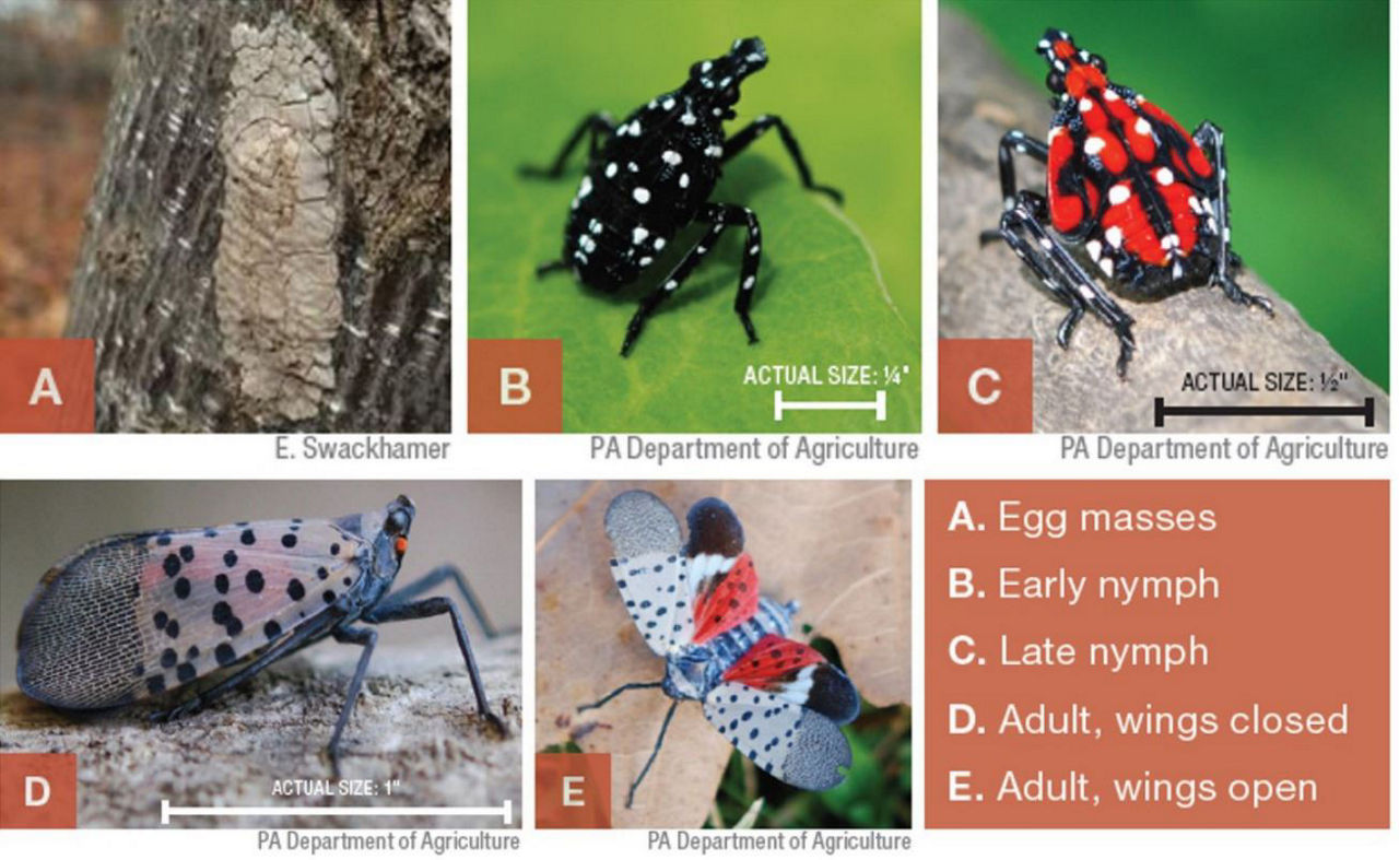 Spotted Lanternfly Life stages