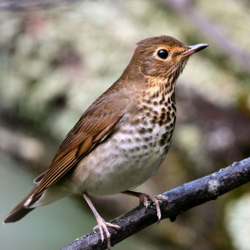 Swaison's Thrush