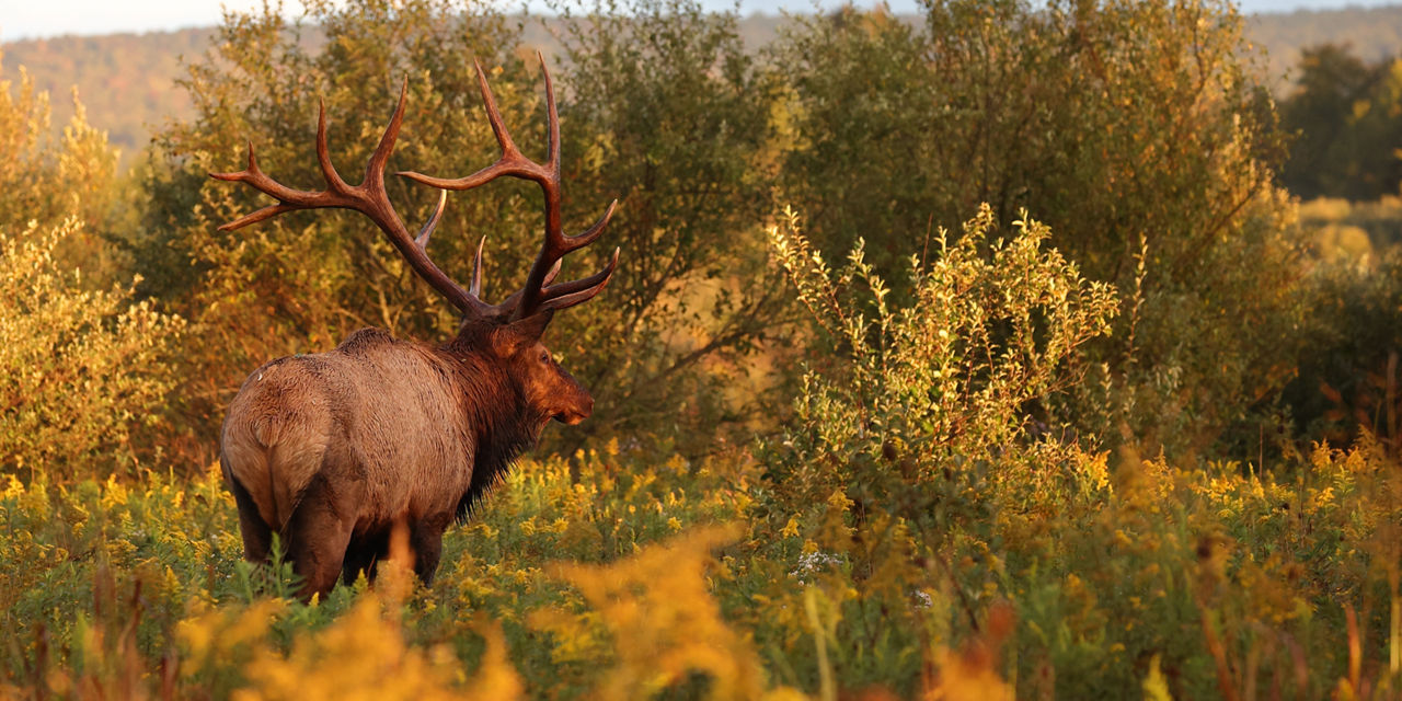 Elk in woods