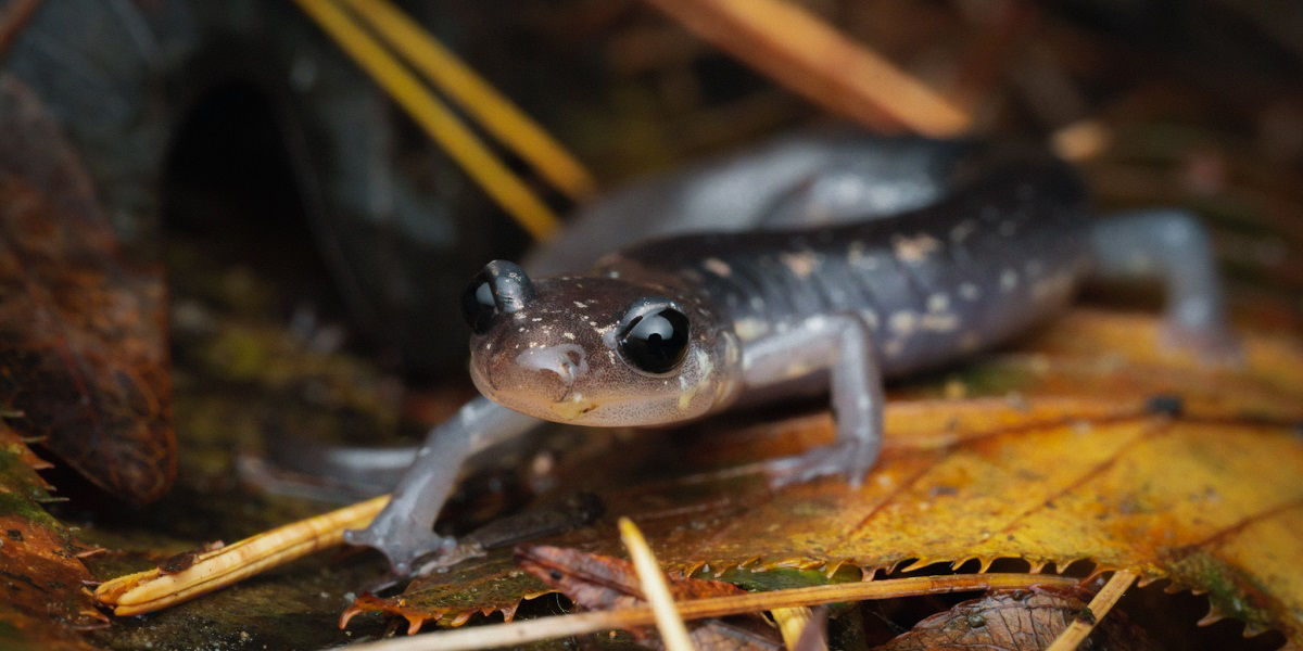 Gray colored Wehrle's Salamander with light yellow spots sitting on yellow leaf