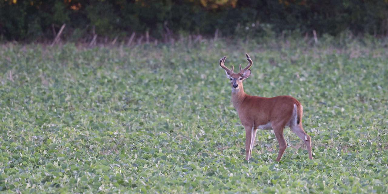 Deer in field