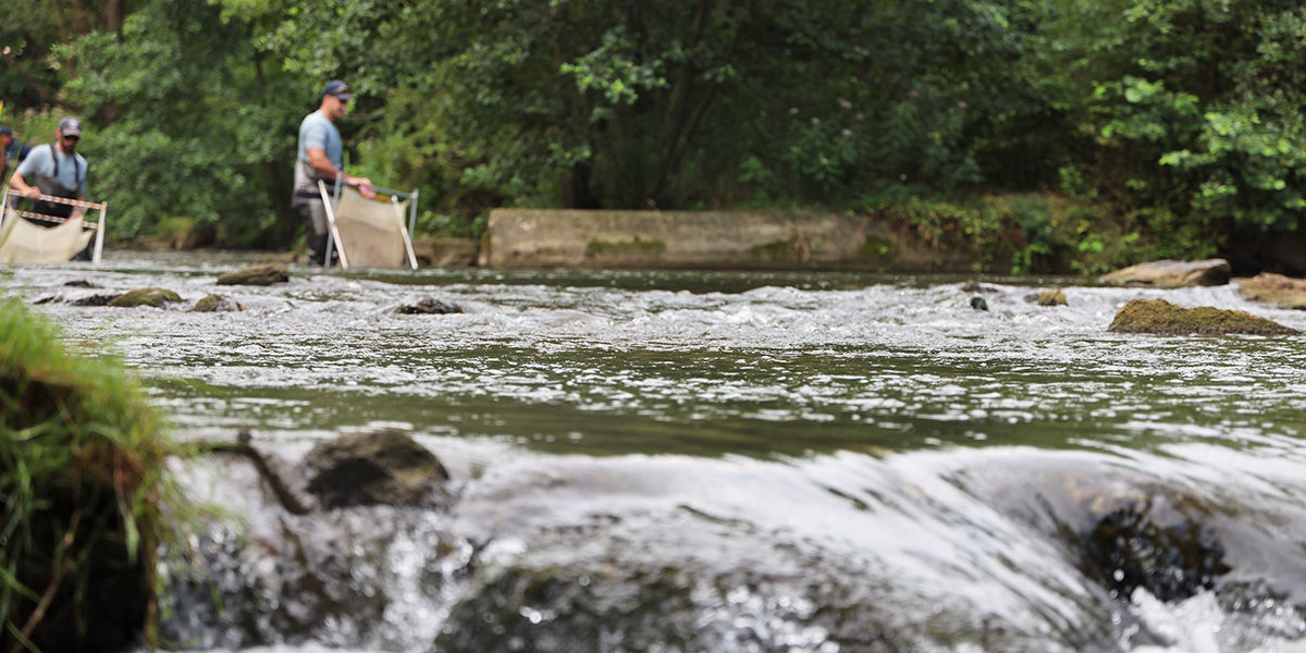 Close-up of a flowing stream with PFBC Biologist sampling fish from the stream in the background.