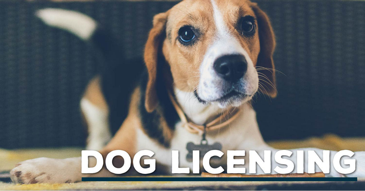 AgExplorer Dog Licensing Header