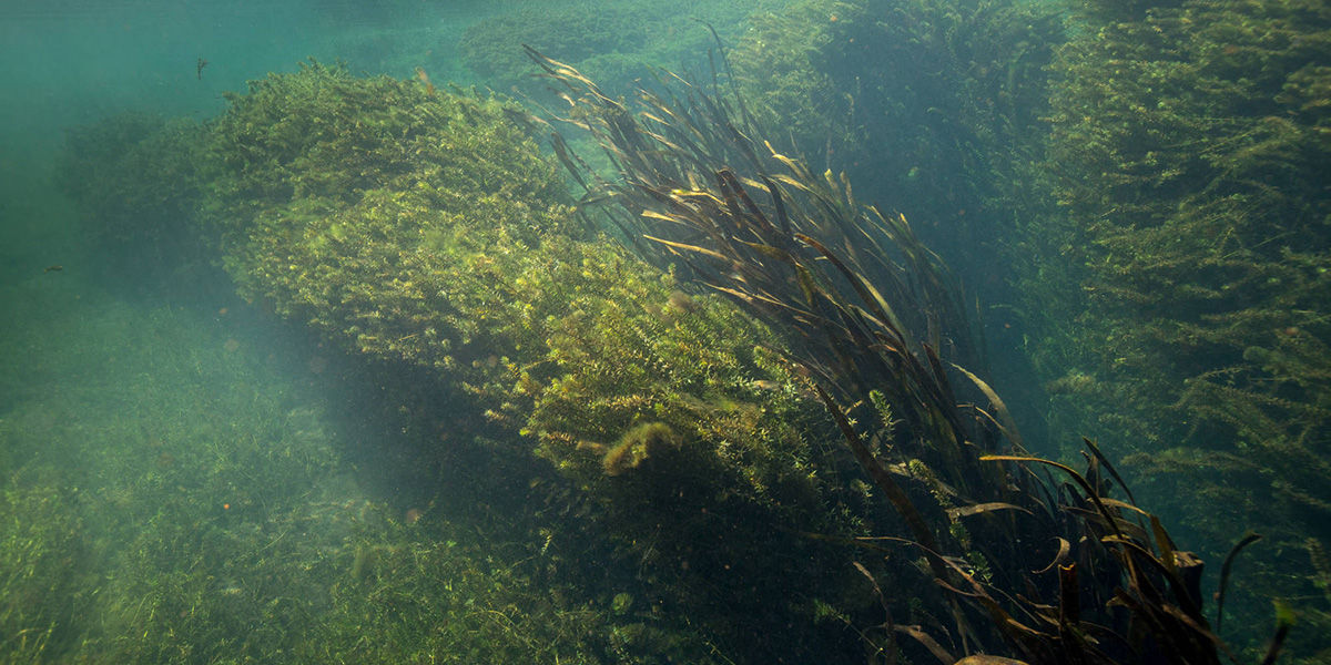 A group of hydrilla, an aquatic invasive plant species, underwater.