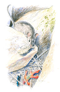 Allegheny Woodrat