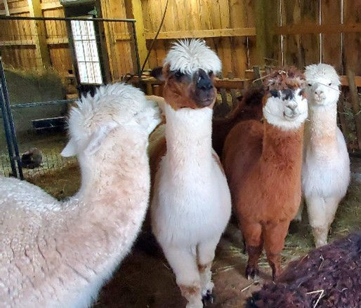 Alpacas header