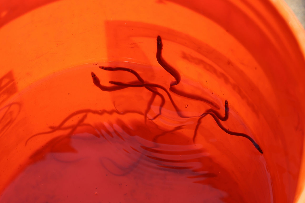 Close-up of a dozen juvenile American eels in an orange collection bucket.